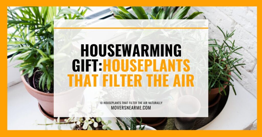 plants that filter the air