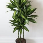 houseplants
