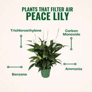 plants as housewarming gifts