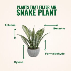 plants that filter the air